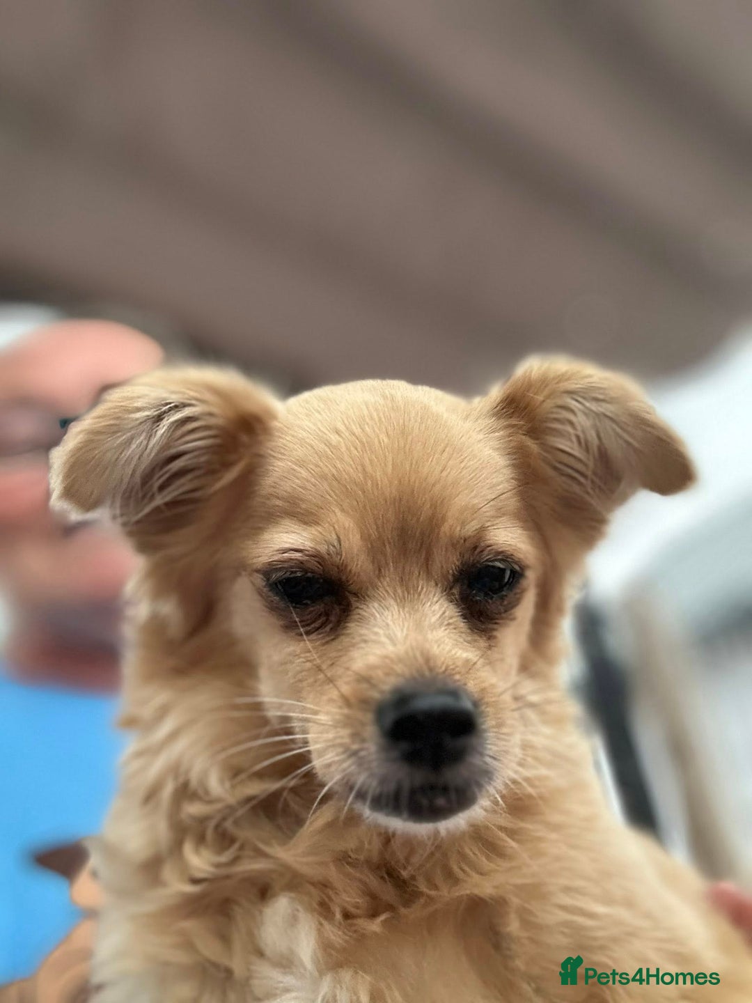 Mixed Breed dogs for adoption: Bambi - In Ayr looking for a home  - Image 9