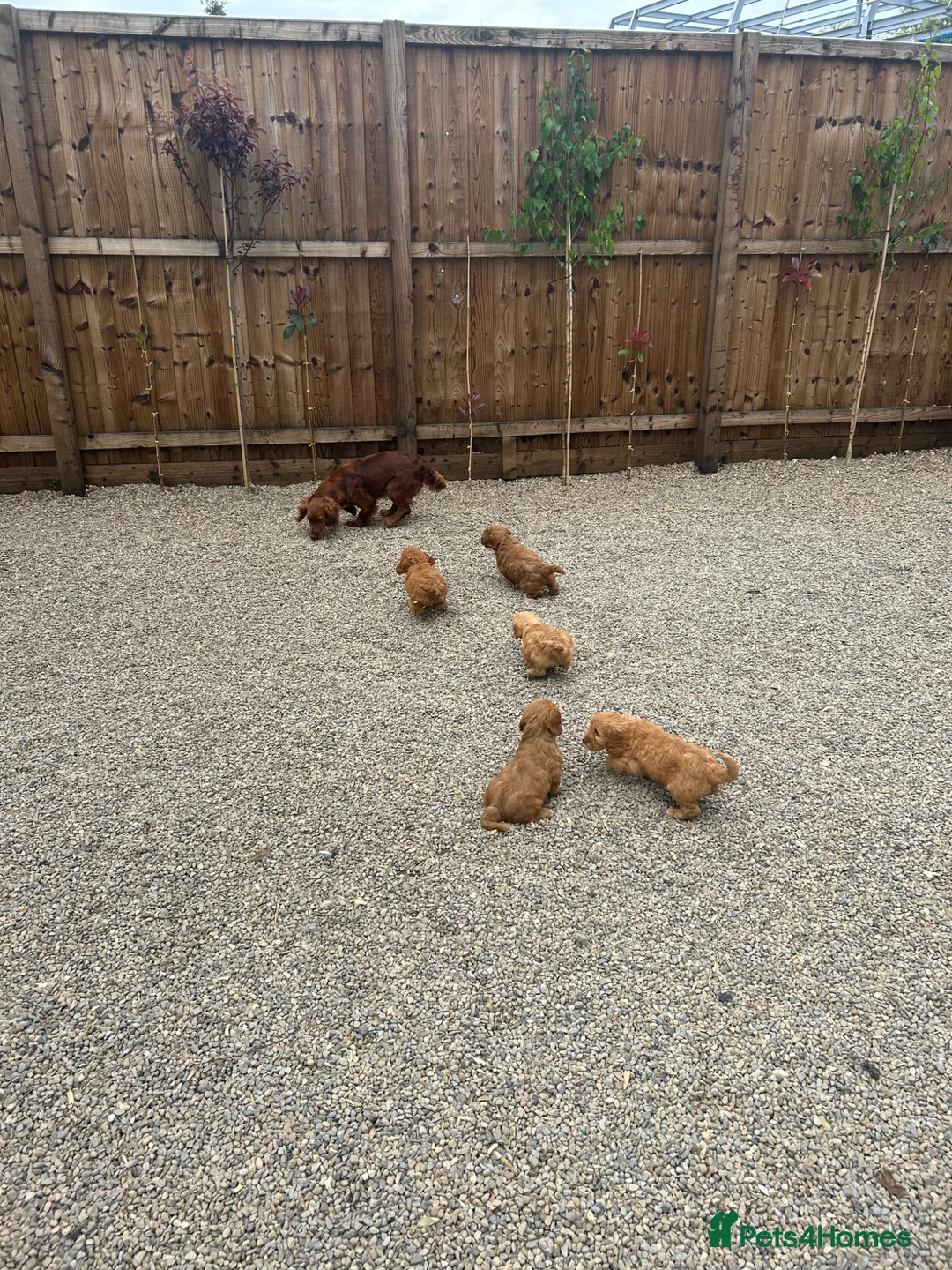 Cockapoo dogs for sale: F1 gorgeous cockapoo puppy’s  - Advert 2