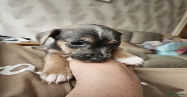 Mixed Breed dogs - Advert 4