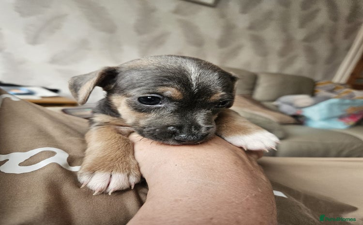 Mixed Breed dogs - Advert 12