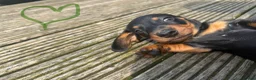 Dachshund dogs for sale: Dachshund pups  - Advert 3