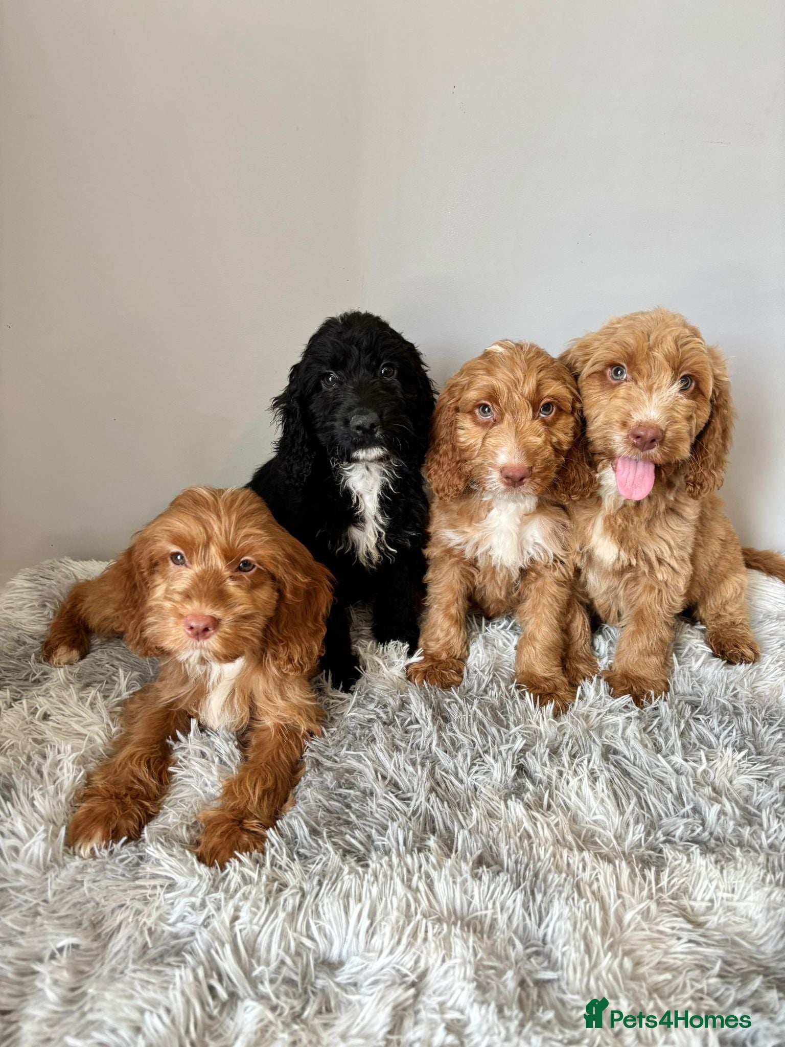 Cockapoo dogs Beautiful F1 Cockapoos Fully  Vaccinated Ready Now - Advert 8