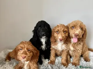 Cockapoo dogs Beautiful F1 Cockapoos Fully Vaccinated Ready Now - Advert 8