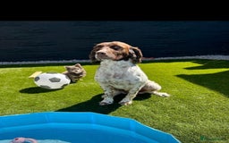 Sprocker dogs for sale: Beautiful Sprocker Spaniel Puppies - Image 6