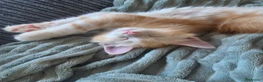 Millo male