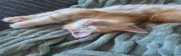 Maine Coon cats for sale: Beautiful purebred Main Coons kittens for sale  - Advert 2