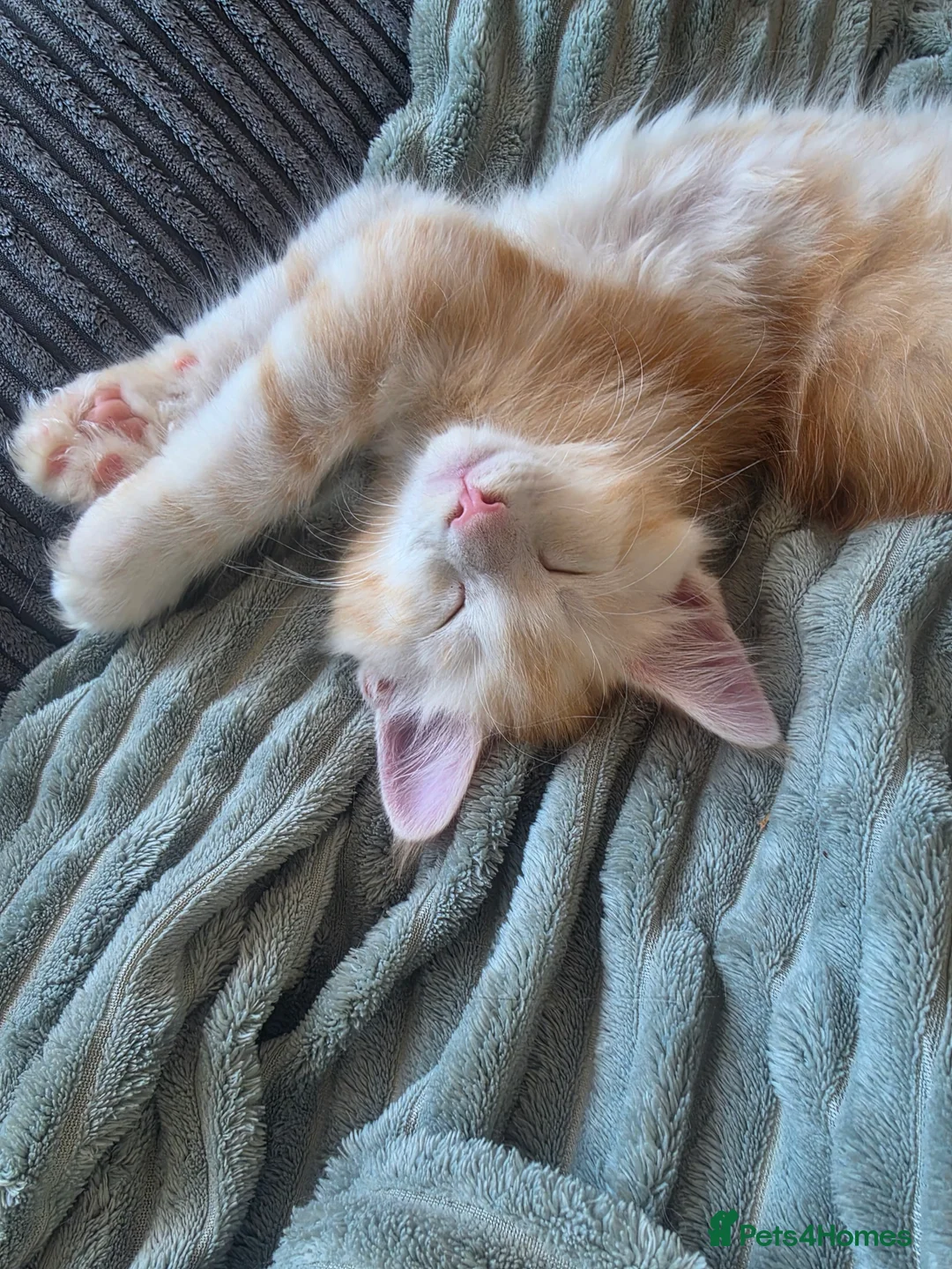Maine Coon cats for sale: Beautiful purebred Main Coons kittens for sale  - Advert 2