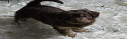 Australian Labradoodle dogs for sale: Gorgeous miniature labradoodle babies - Advert 16