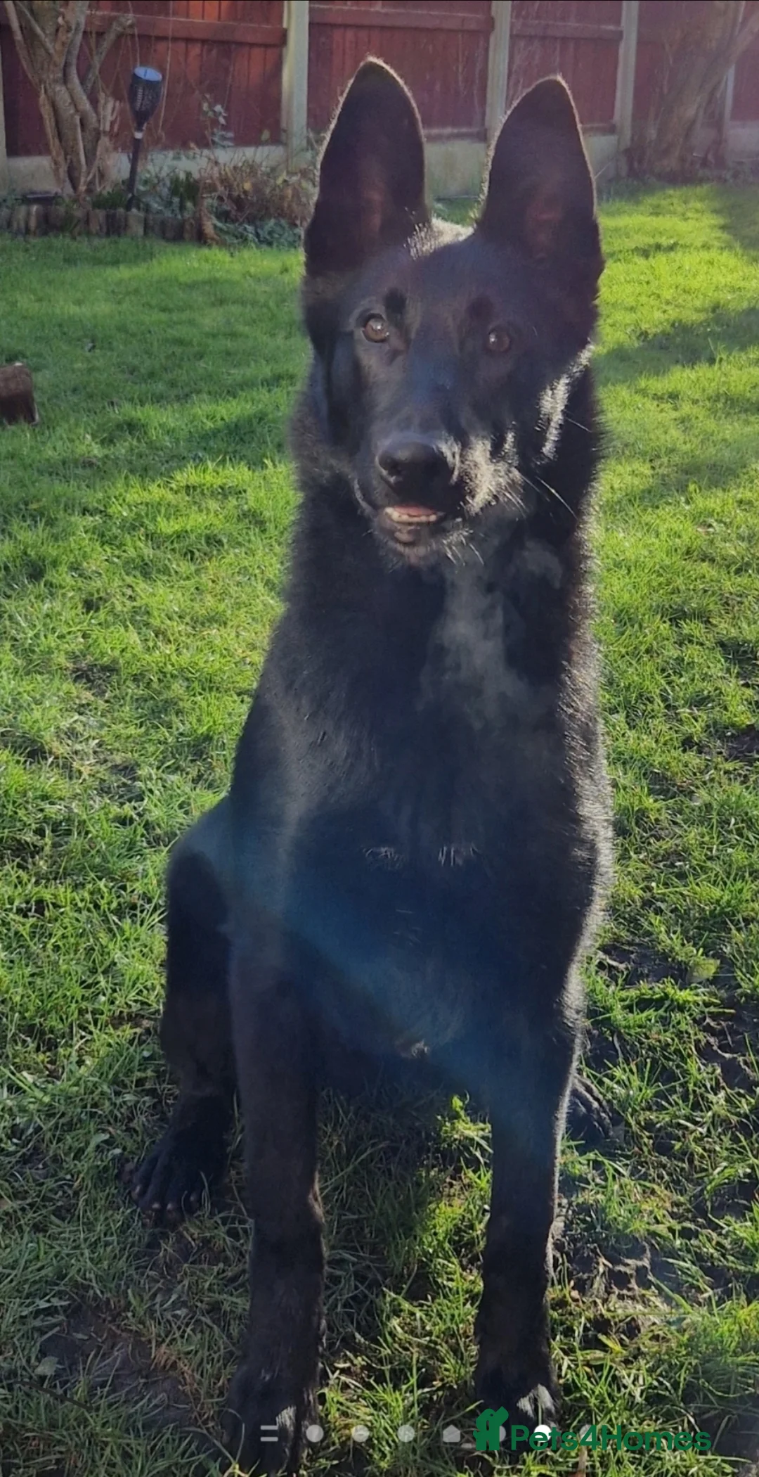 Belgian Shepherd Dog dogs for stud: The one and only JOKER in Doncaster - Advert 1