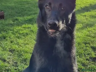 Belgian Shepherd Dog dogs The one and only JOKER - Advert 1