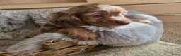 Cocker Spaniel dogs for sale: Working Type Cocker Spaniels - Advert 29