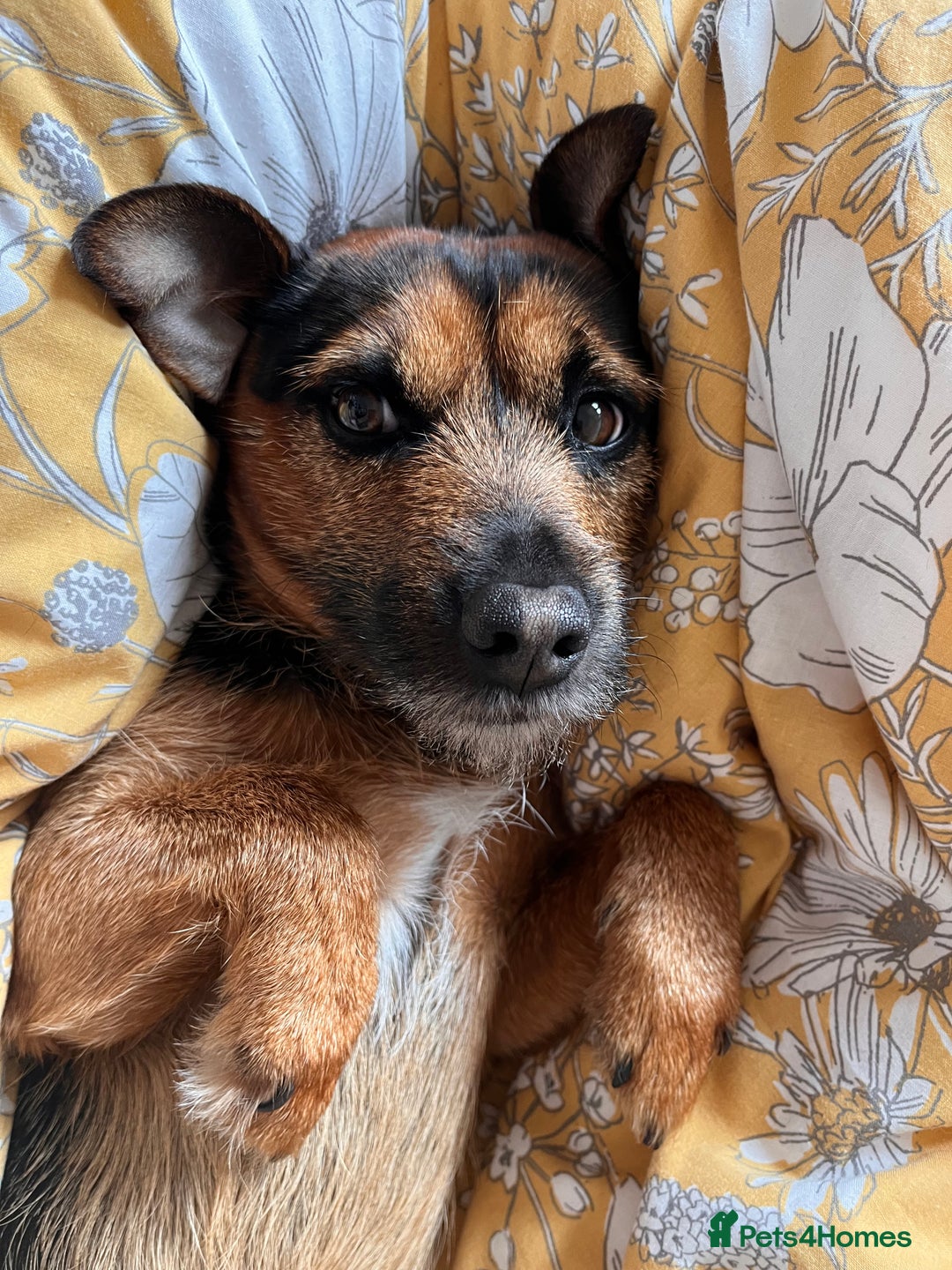 Patterjack dogs for stud: Patterjack stud - Image 4