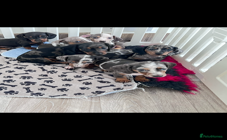 Miniature Dachshund dogs - Advert 3