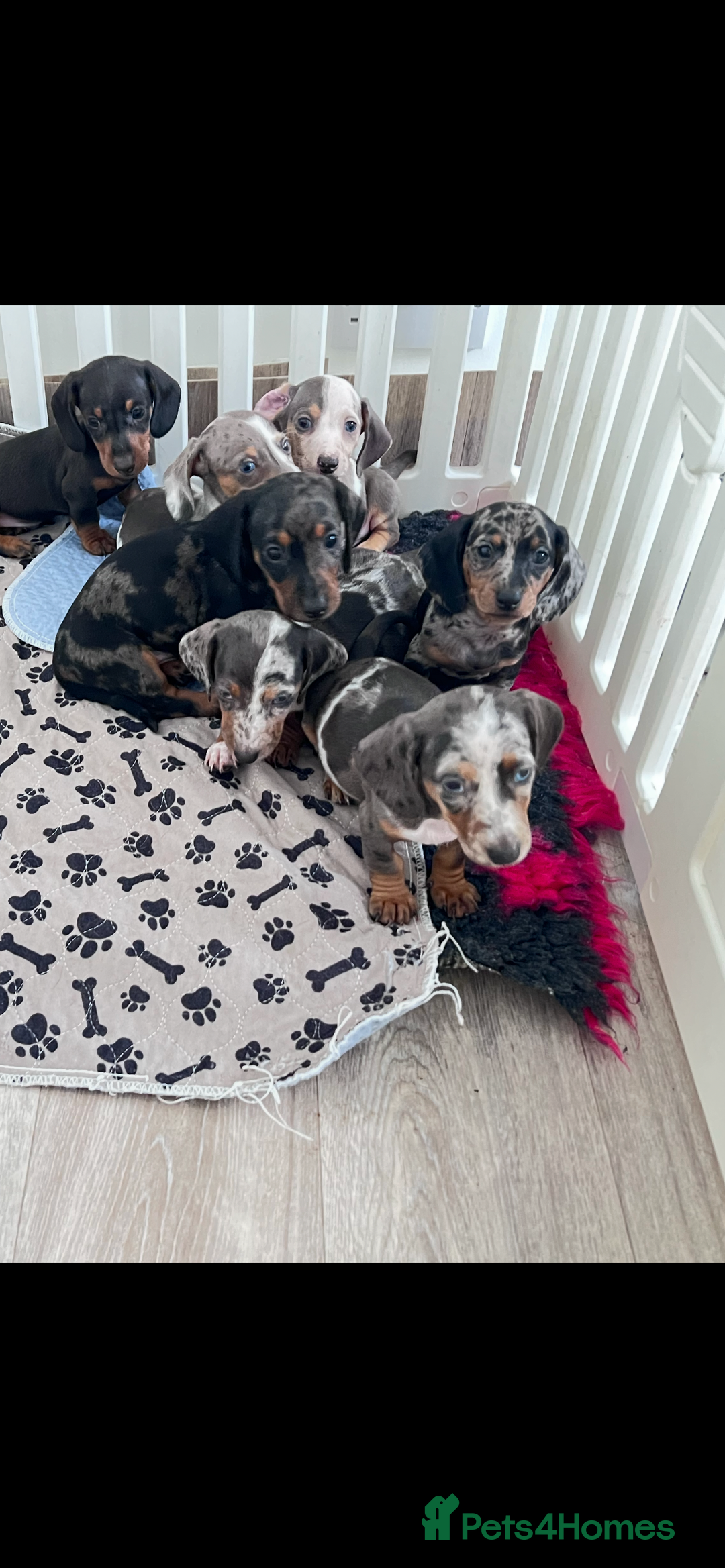 Miniature Dachshund dogs for sale: Beautiful sausages available - Image 1