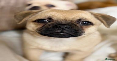 Pug dogs Adorable Pom x Pug Puppies. Ready from Today! - Advert 7