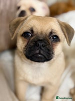 Pug dogs Adorable Pom x Pug Puppies. Ready from Today! - Advert 7