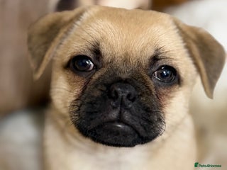 Pug dogs 🐶🐶 Last 2 Boys Waiting for Loving Homes🏡 - Advert 2