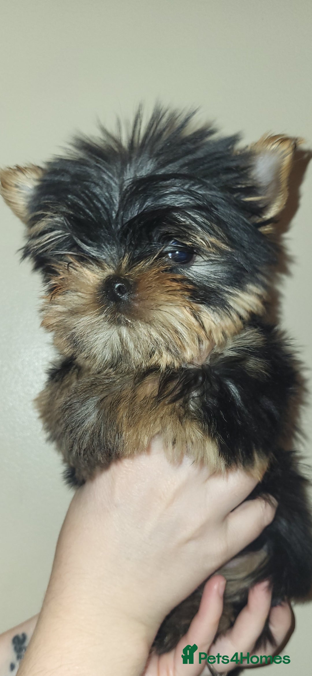Yorkshire Terrier dogs Exceptional quality yorkshire terrier puppies  - Advert 3