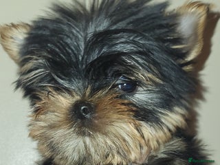 Yorkshire Terrier dogs Exceptional quality yorkshire terrier puppies - Advert 1