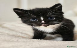 British Shorthair cats for sale: Black and tuxedo baby kittens in Bicester - Image 19