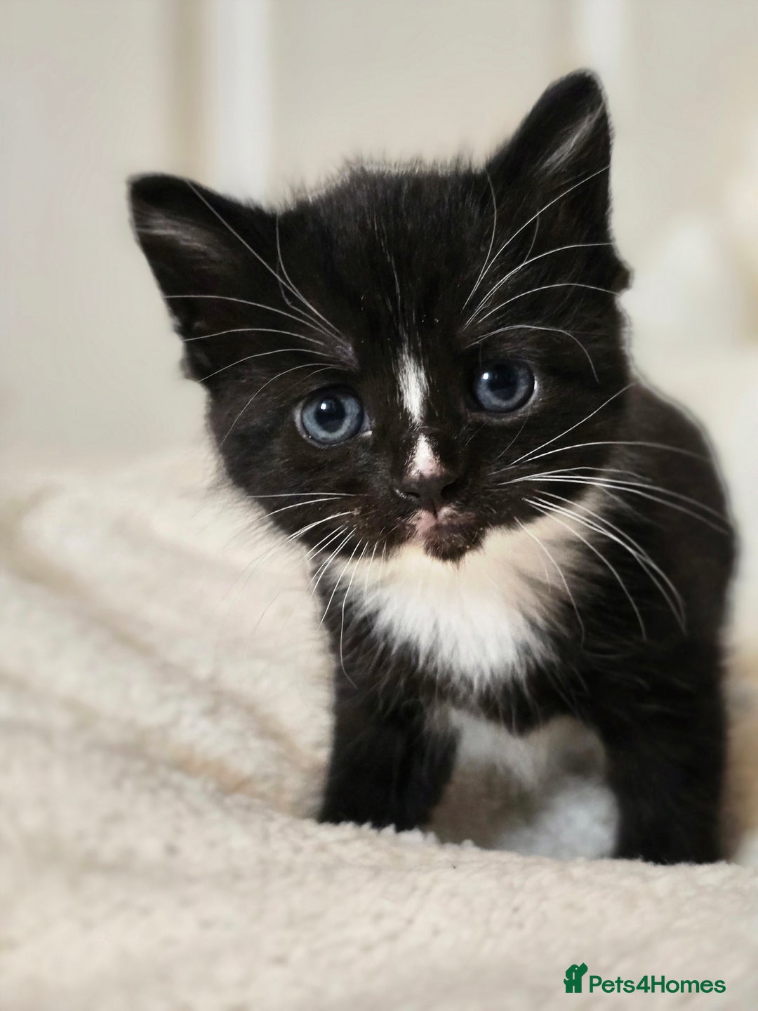 British Shorthair cats for sale: Black and tuxedo baby kittens in Bicester - Image 19