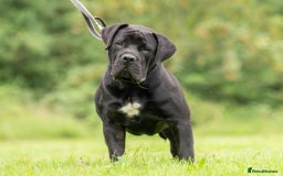 Mixed Breed dogs for sale: Boerboel X Mastiff - Image 7