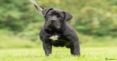 Mixed Breed dogs Puppies Boerboel x Bullmastiff/Dobbermann) - Advert 8