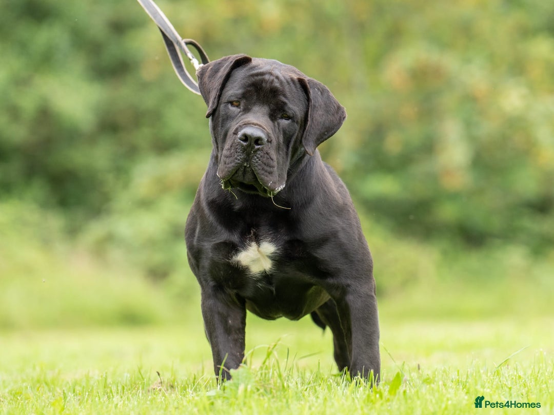 Mixed Breed dogs for sale: Boerboel X Mastiff - Image 7