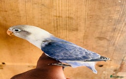Lovebirds birds for sale: Handreared mutation lovebirds for sale  - Image 9