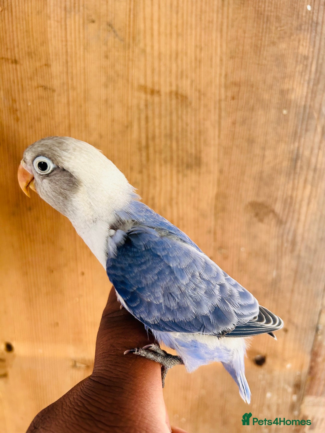 Lovebirds birds for sale: Handreared mutation lovebirds for sale  - Image 9