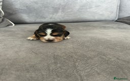 Cocker Spaniel dogs for sale: ✨show type cocker spaniel ✨ - Image 17