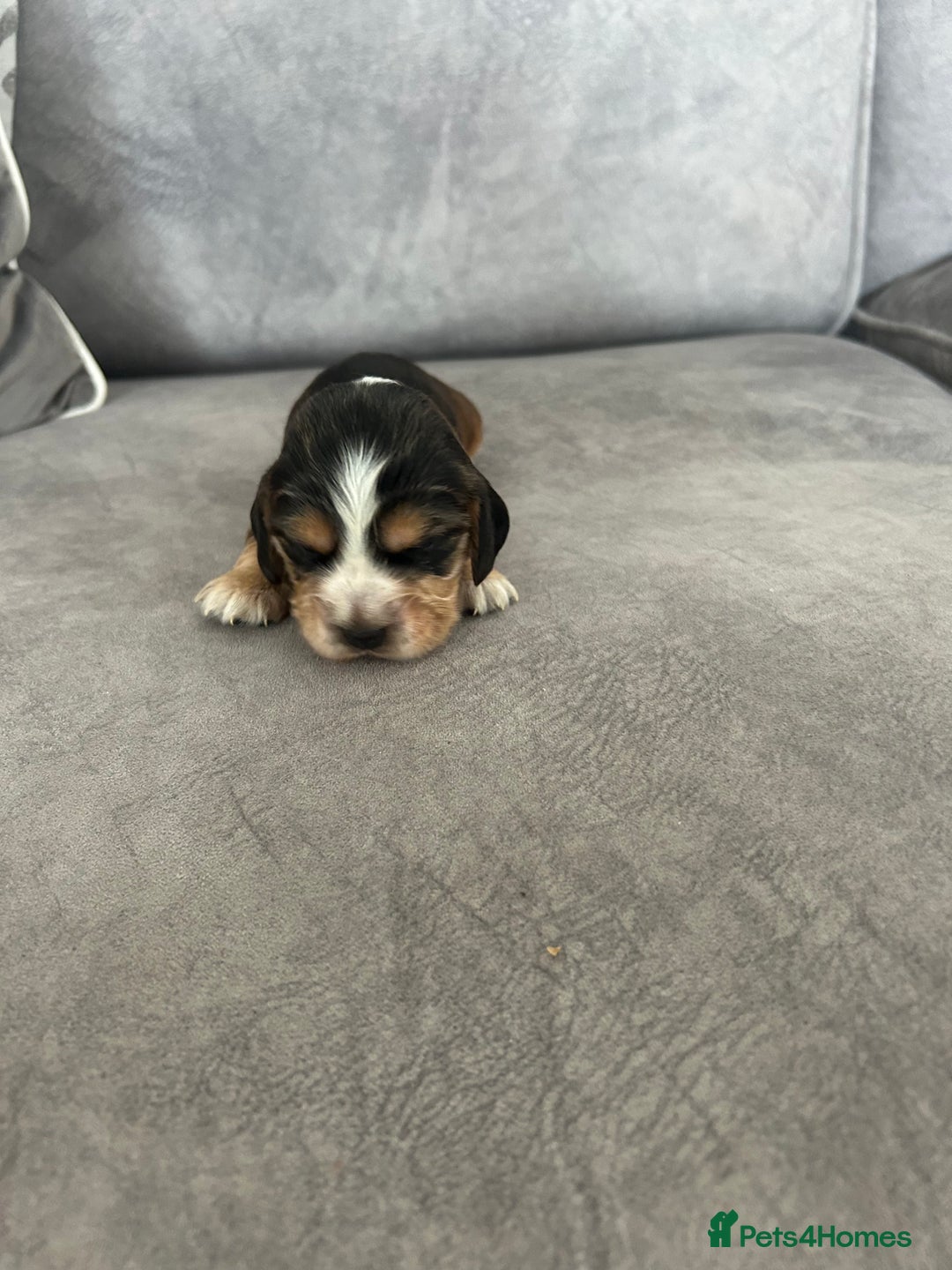 Cocker Spaniel dogs for sale: ✨show type cocker spaniel ✨ - Image 17