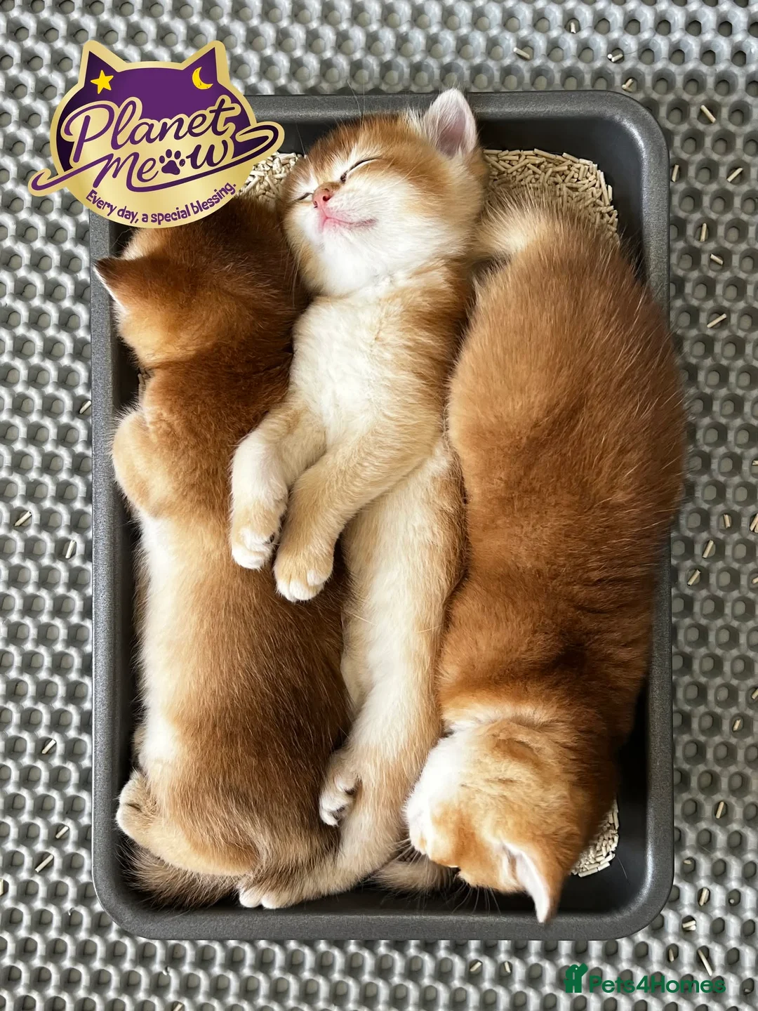 British Shorthair cats for sale: BSH Golden kittens TICA Reg - Advert 2