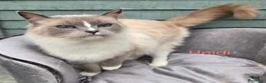 Ragdoll 1