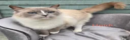 Ragdoll cats for sale: Beautiful solid Female retired Queen  - Advert 2