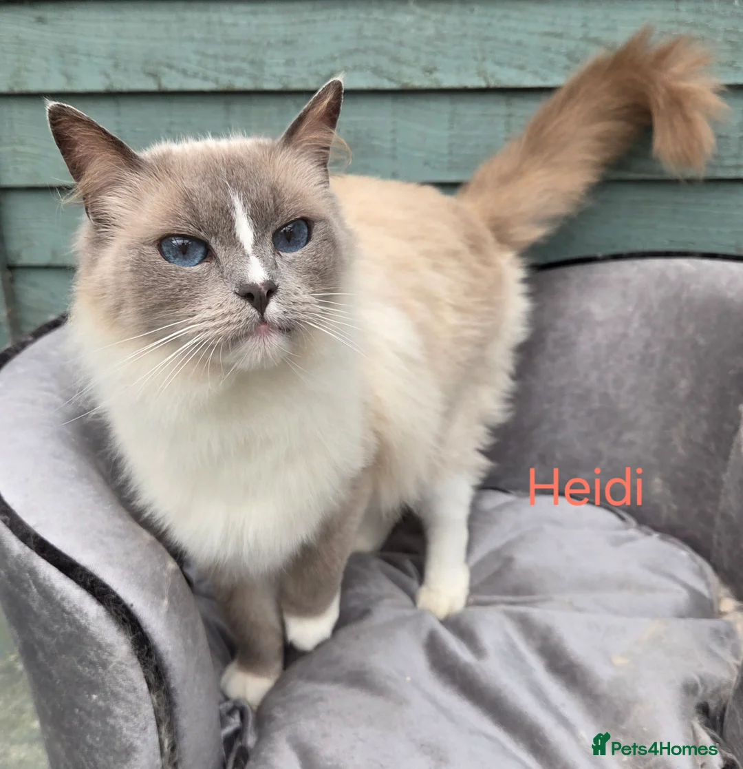 Ragdoll cats for sale: Beautiful solid Female retired Queen  - Advert 2
