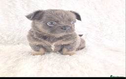 Chihuahua dogs for sale: Chihuahua X French Bulldog Puppies  - Image 20
