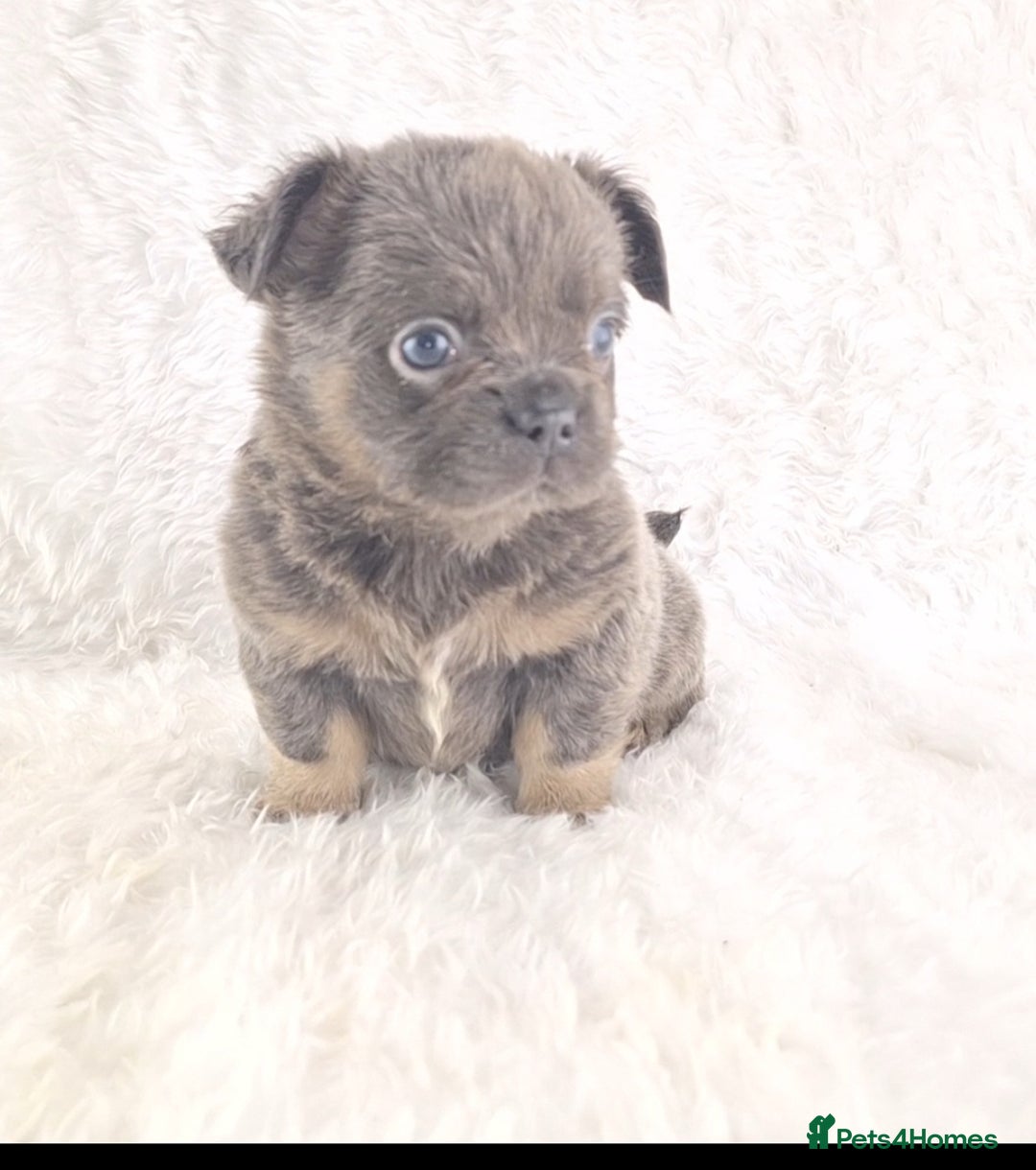 Chihuahua dogs for sale: Chihuahua X French Bulldog Puppies  - Image 20