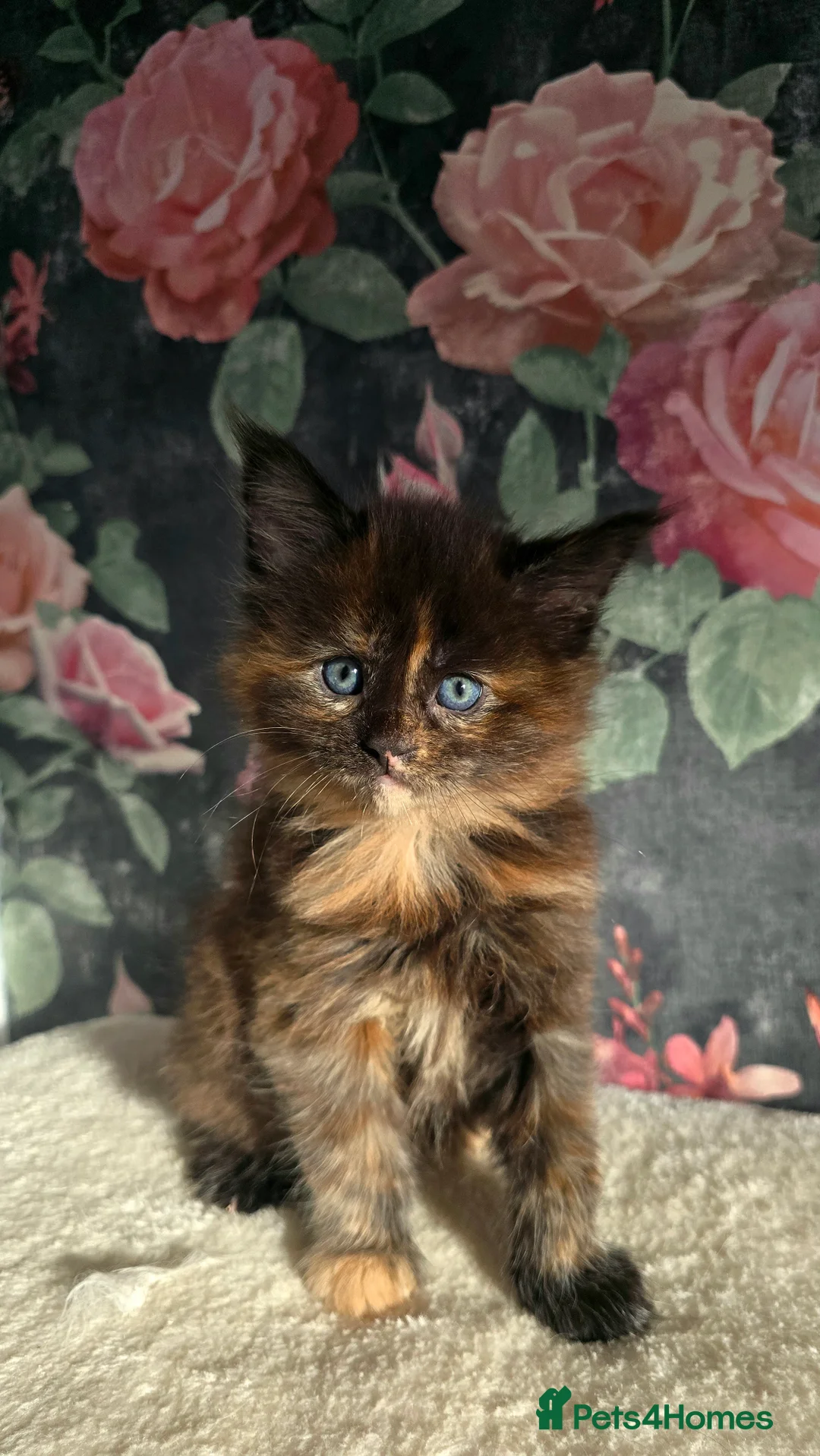 Maine Coon cats for sale: Stunning Maine coons  - Advert 19