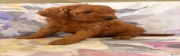 Labradoodle dogs for sale: LICENSED BREEDER F2b miniature labradoodles - Advert 22