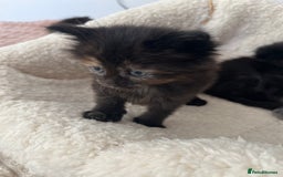 Domestic Shorthair cats for sale: kittens - Image 12