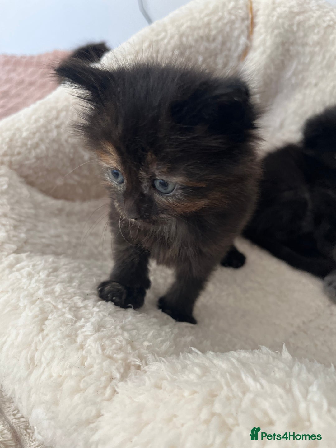 Domestic Shorthair cats for sale: kittens - Image 12