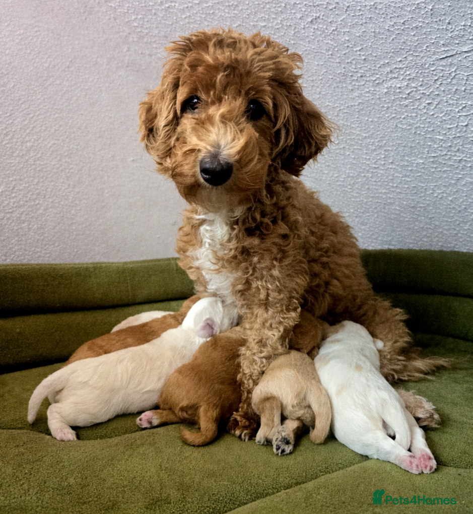 Maltipoo dogs Loving F2 Maltipoo Puppies Raised at Home 🐾 - Advert 1