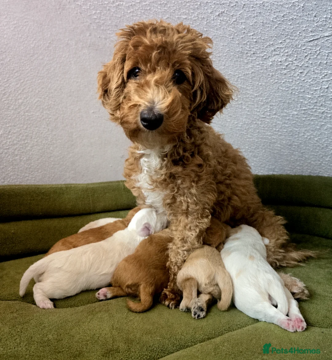 Maltipoo dogs for sale: Loving F2 Maltipoo Puppies Raised at Home 🐾 - Advert 1