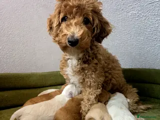 Maltipoo dogs Loving F2 Maltipoo Puppies Raised at Home 🐾 - Advert 1