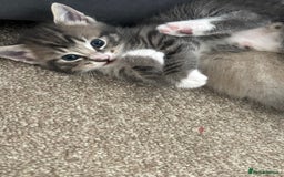 Bengal cats for sale: Handsome boy looking for his forever home - Image 4