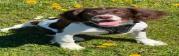 English Springer Spaniel dogs for sale: 🐶 Beautiful 7-Month-Old Springer Spaniel - Advert 2