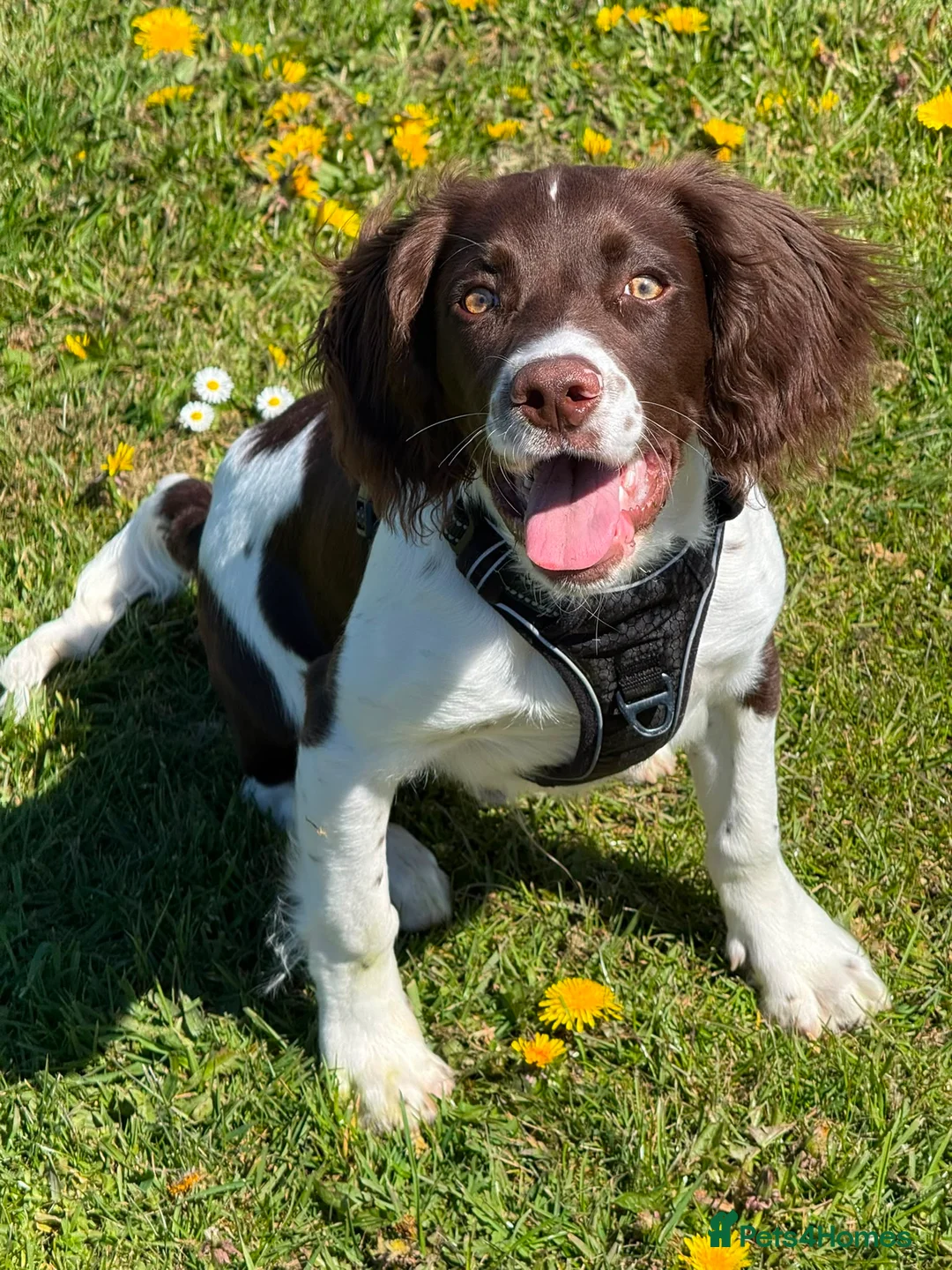 English Springer Spaniel dogs for sale: 🐶 Beautiful 7-Month-Old Springer Spaniel - Advert 2