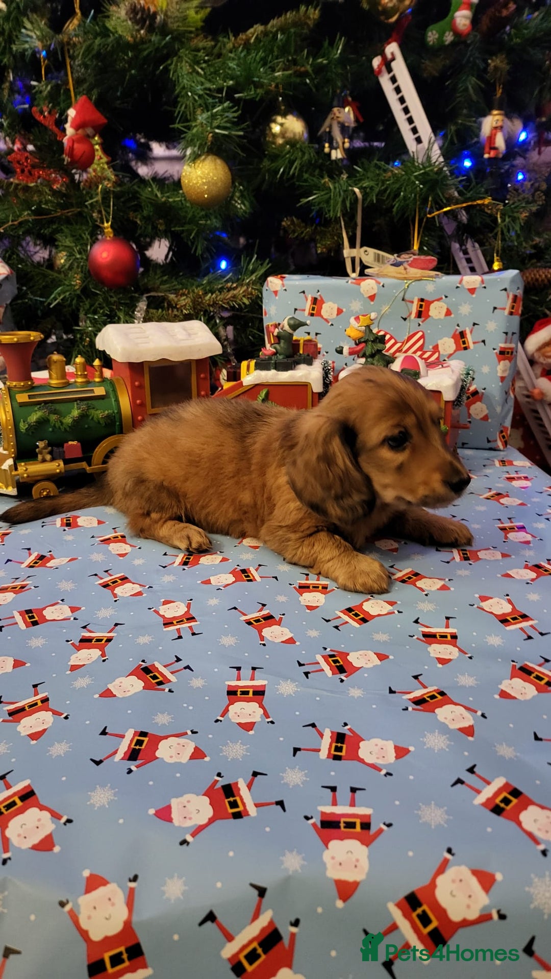 Miniature Dachshund dogs for sale: Miniature long haired daschunds  - Advert 10