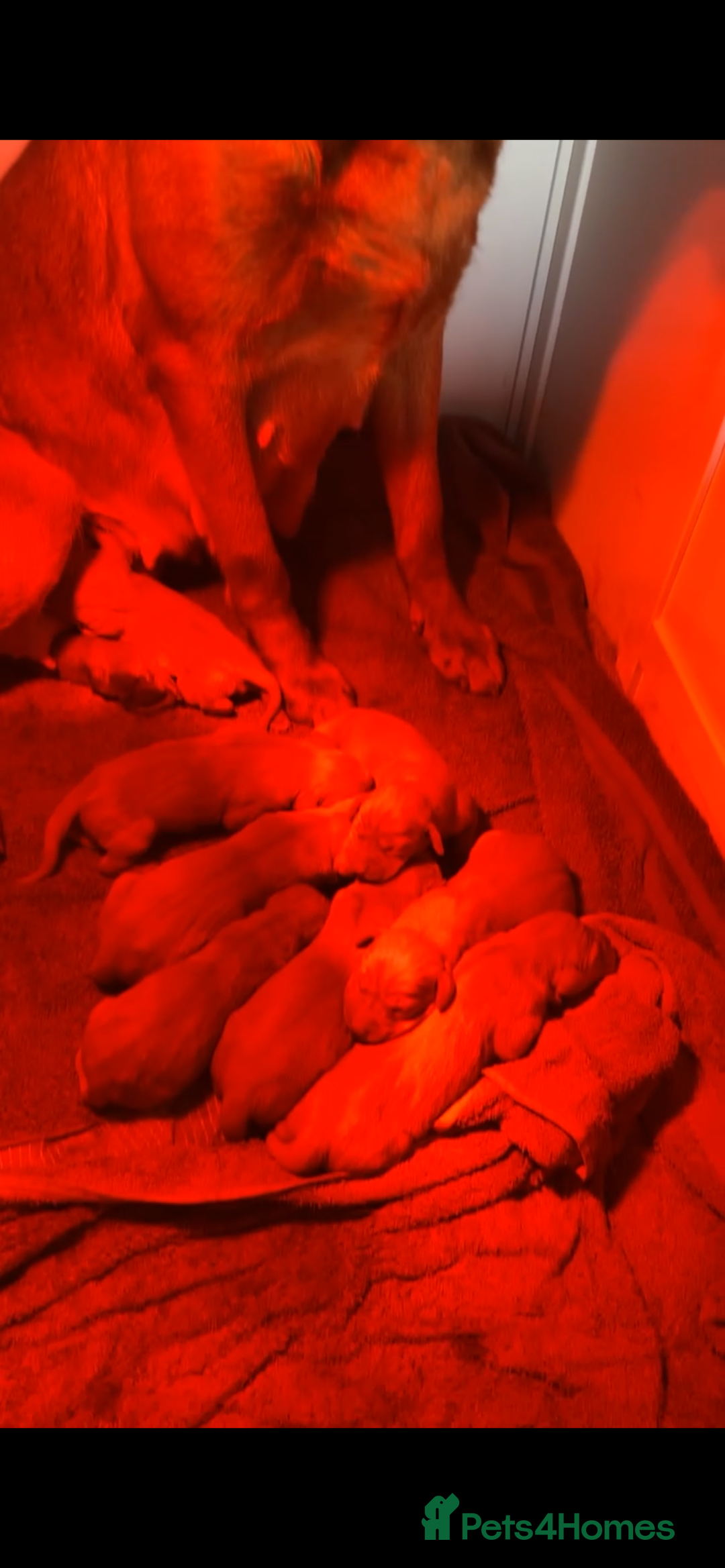 Mixed Breed dogs for sale: Hungarian Vizsla - Image 8